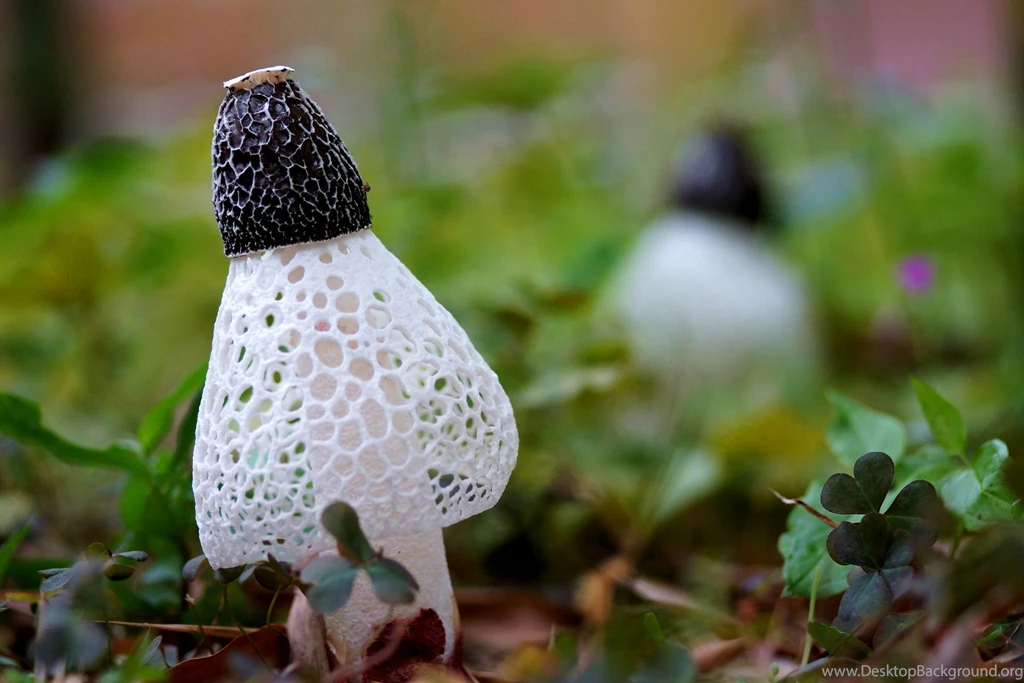 Mushroom Wallpapers Wallpapers Cave