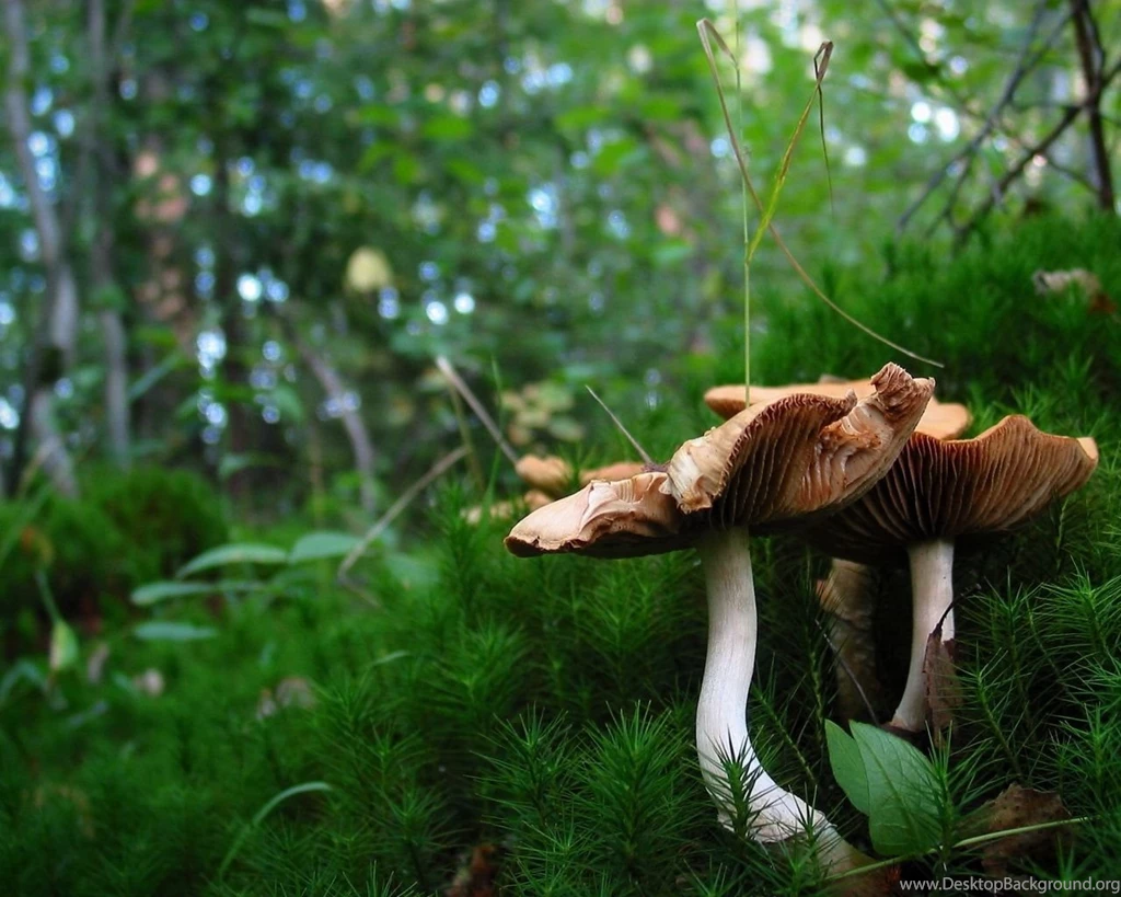 Mushroom Computer Wallpapers, Desktop Backgrounds