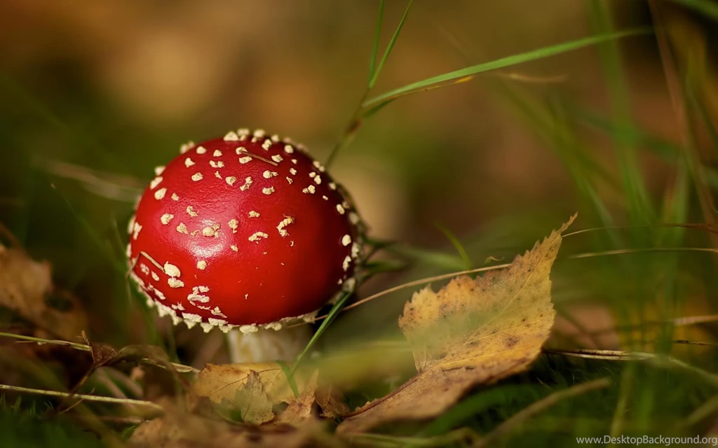 Red Mushroom HD Desktop Wallpapers