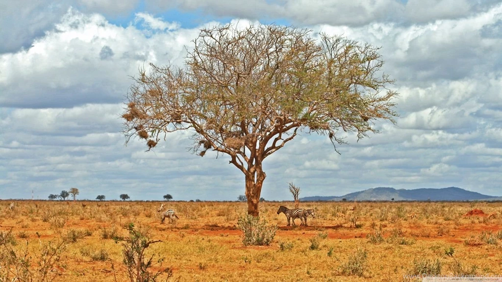 Zebras In The Shade HD Desktop Wallpapers : High Definition ...