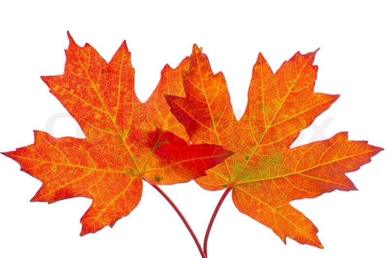 Leaves, Autumn, Foliage, Red, Yellow, Seasonal, Color, Backgrounds ...