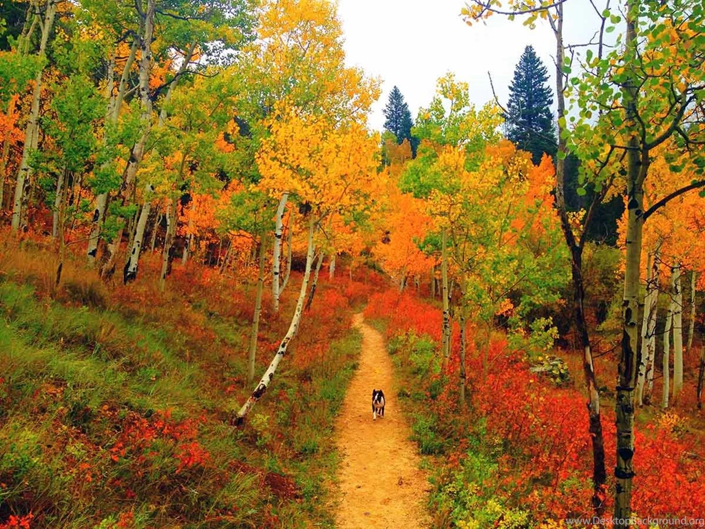 Fall_color CO.jpg