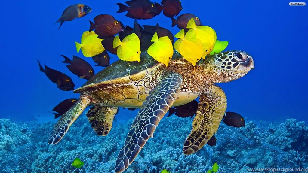 YouWall Turtle And Fishes Wallpapers Wallpaper,wallpapers,free ...