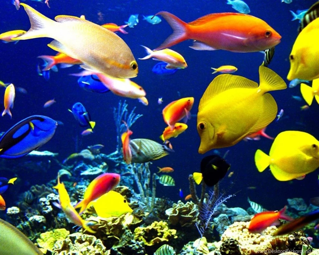 900x599px Fishes Underwater
