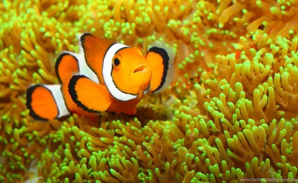 Beautiful Wallpapers: Beautiful Fish Wallpapers