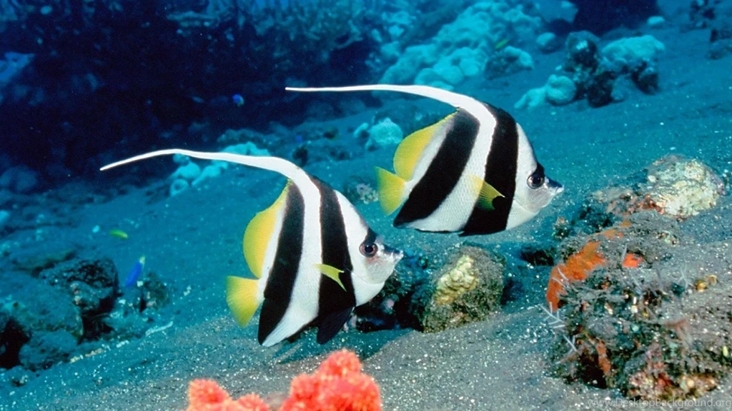 Ocean Sea Underwater Fishes Hd Wallpapers   (