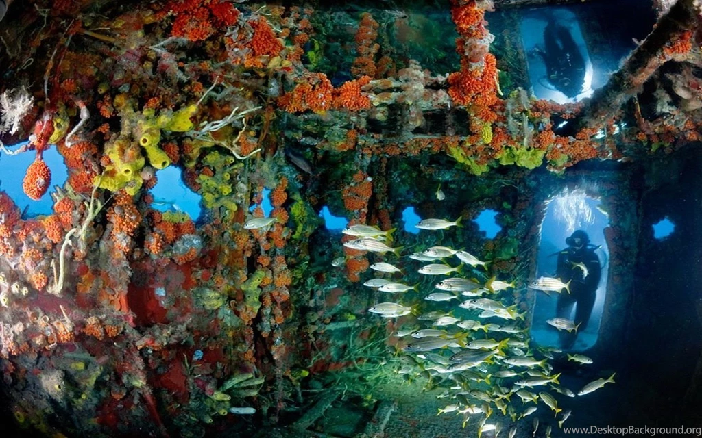 Fishes 1920x1200 Wallpapers, 1920x1200 Wallpapers & Pictures Free ...