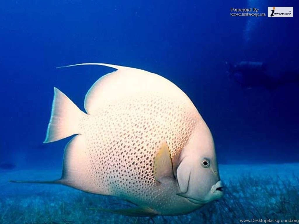 Ocean HD Fish Photo 139 Of 272