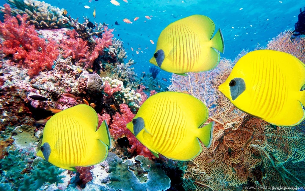 Fishes HD Desktop Wallpapers : Widescreen : High Definition ...