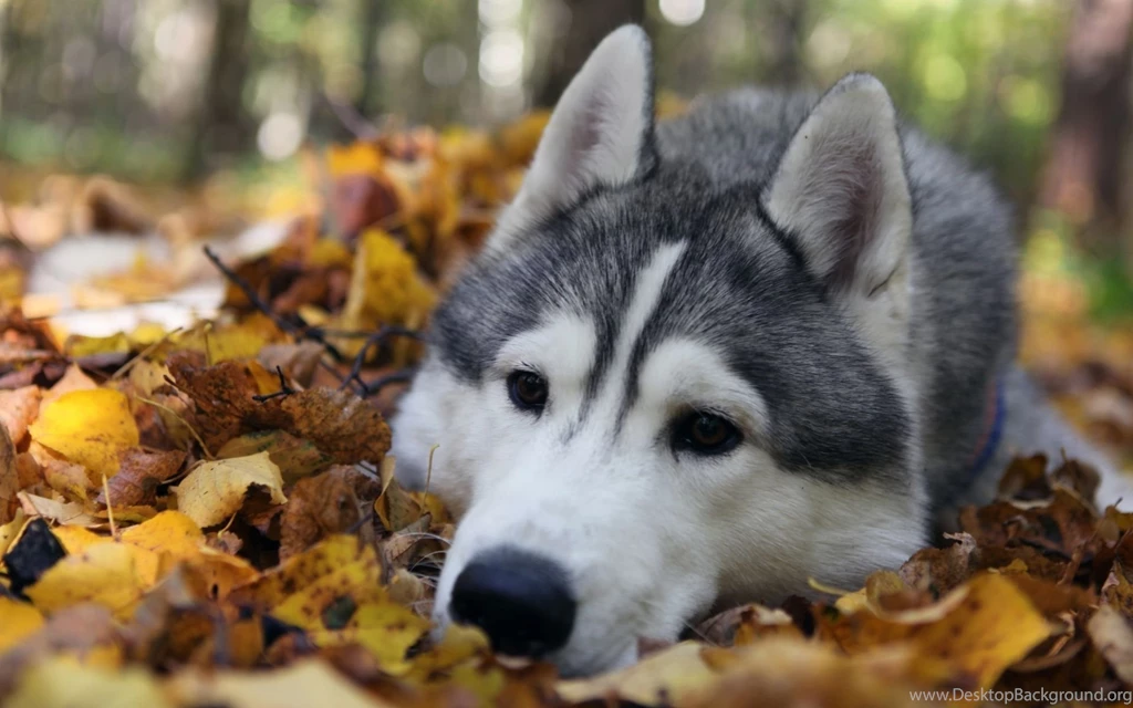 Download Autumn Animals Images Wallpapers 1920x1200