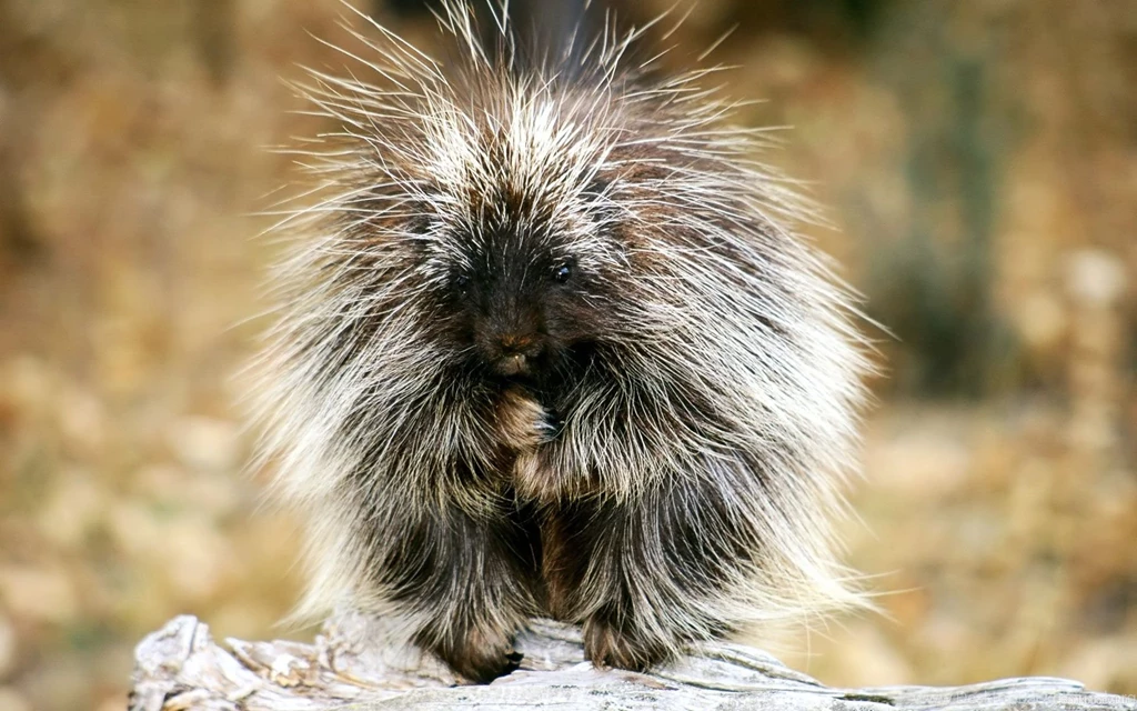 Desktop Wallpapers · Gallery · Animals · Baby Porcupine (Exotic ...