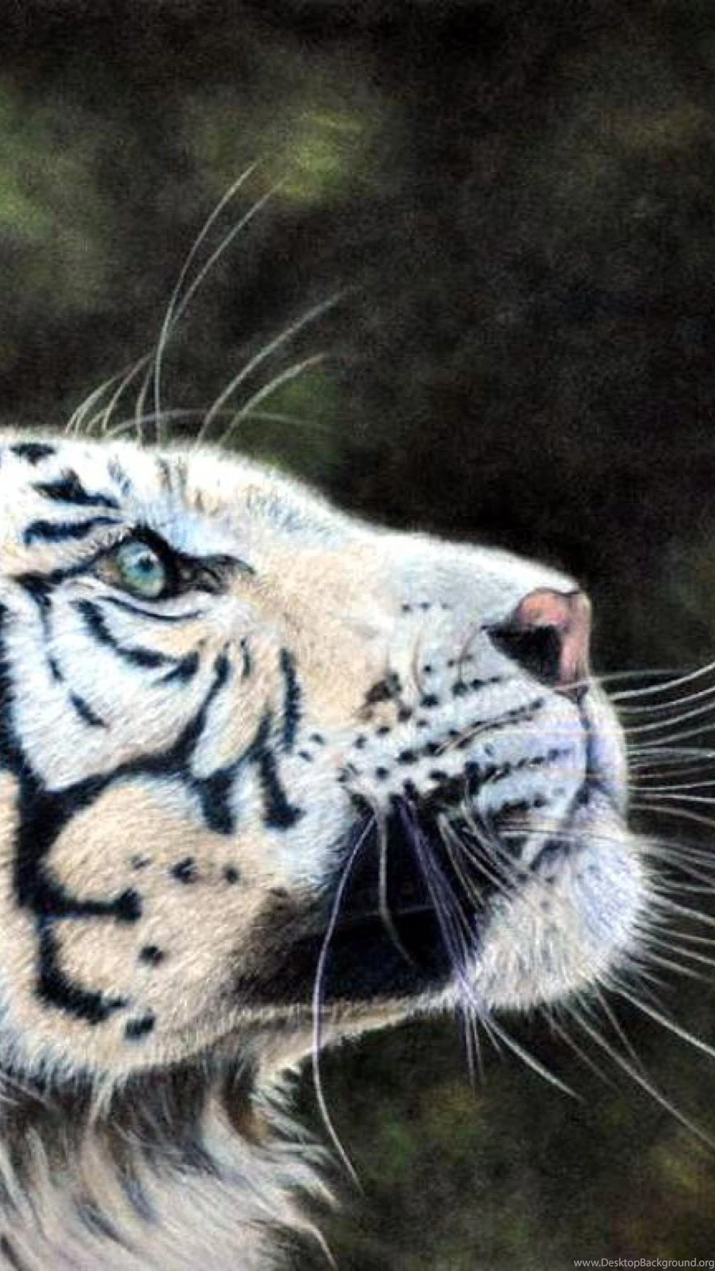 Wallpaper for android phone High Definition 1080x1920 tiger portrait predator butterfly.jpg