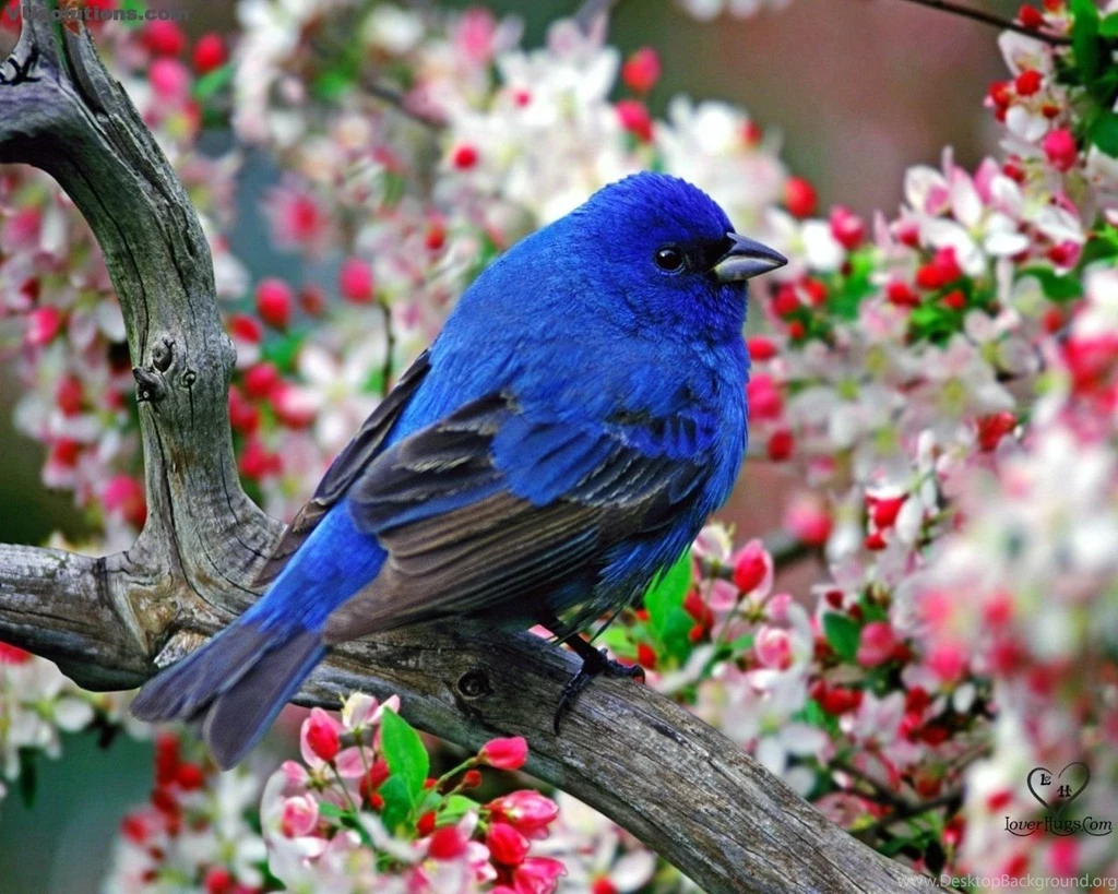 Bird New Wallpapers