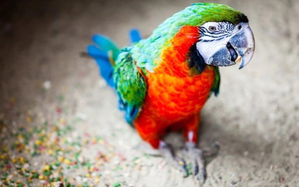 Macaw Wallpapers Free Wide HD Wallpapers