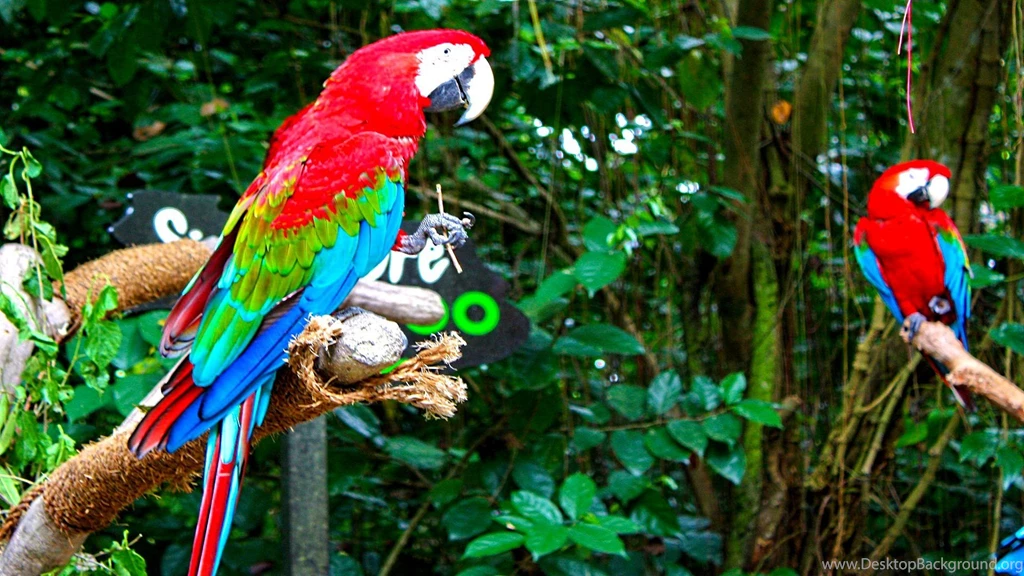 Red and green Macaw Computer Wallpapers, Desktop Backgrounds ...