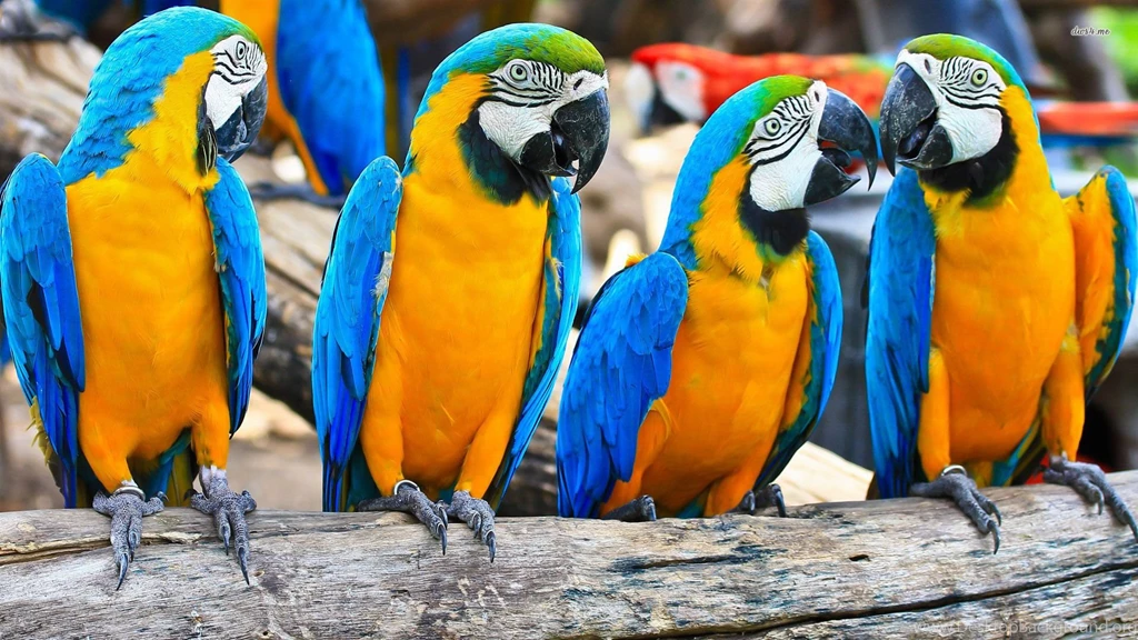 Blue and yellow Macaws Wallpapers Animal Wallpapers