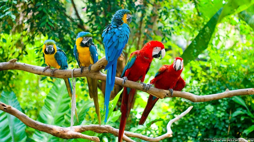 Red and blue macaws .jpg