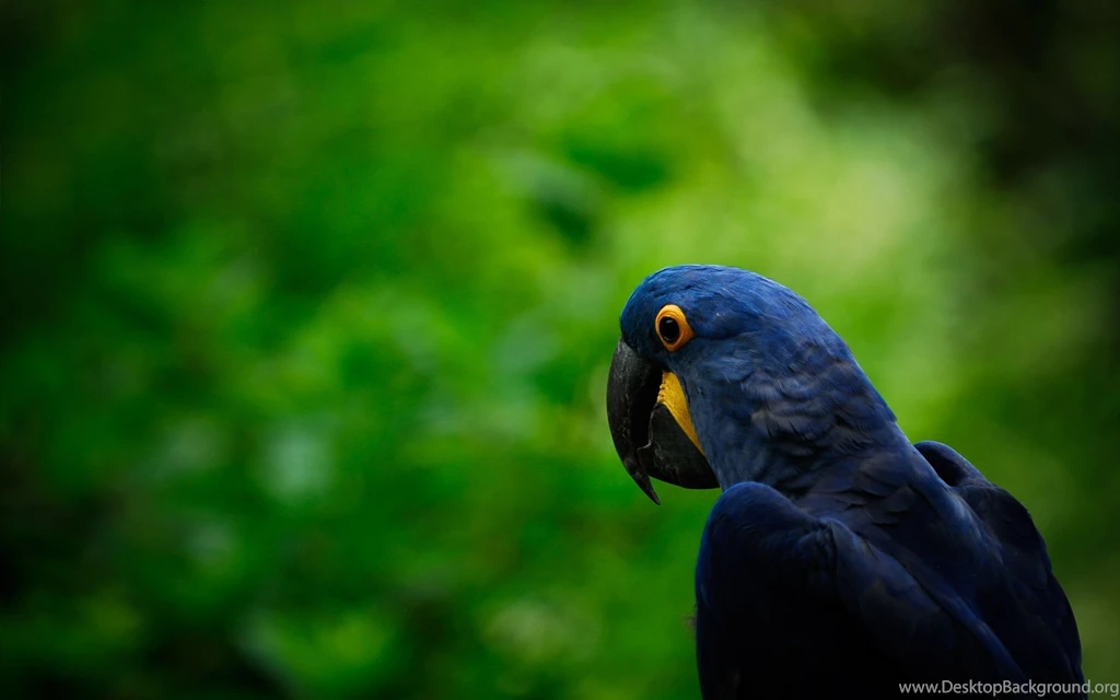 Hyacinth Macaw Computer Wallpapers, Desktop Backgrounds ...
