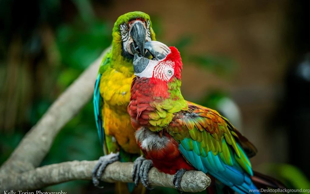 Macaw Computer Wallpapers, Desktop Backgrounds
