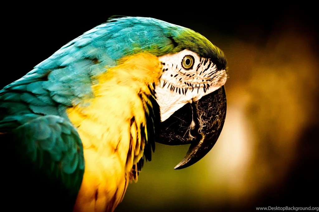 Blue and yellow Macaw Computer Wallpapers, Desktop Backgrounds ...