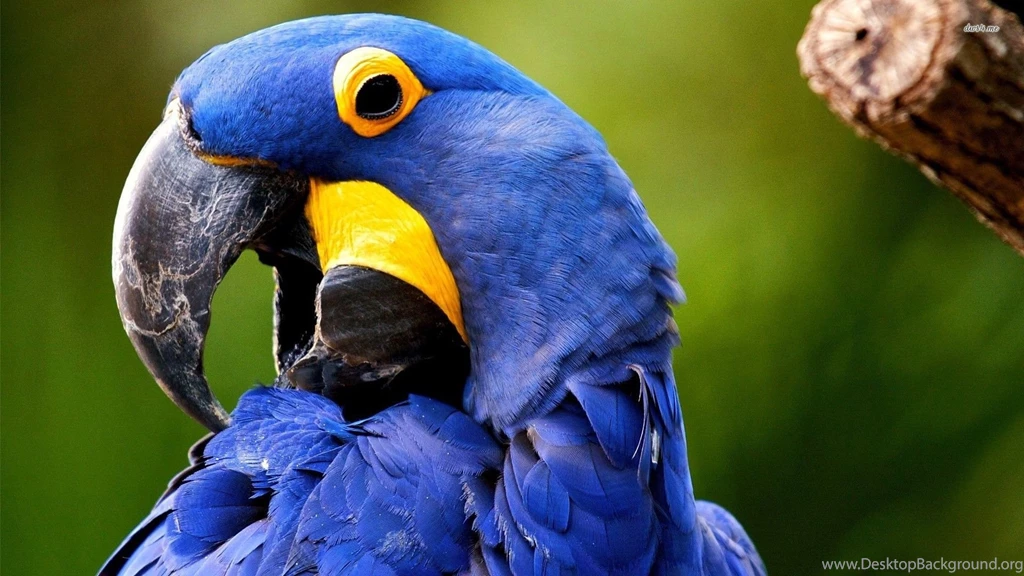 Blue Macaw Wallpapers Animal Wallpapers