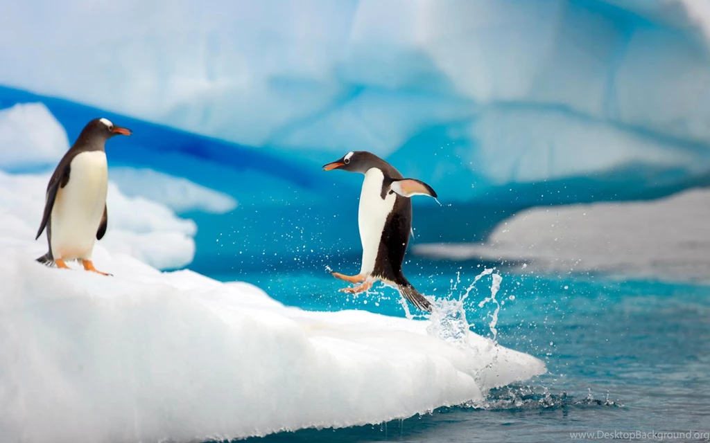 The Antarctic Landscape Penguin Wallpapers 1680x1050 Widescreen Hd ...