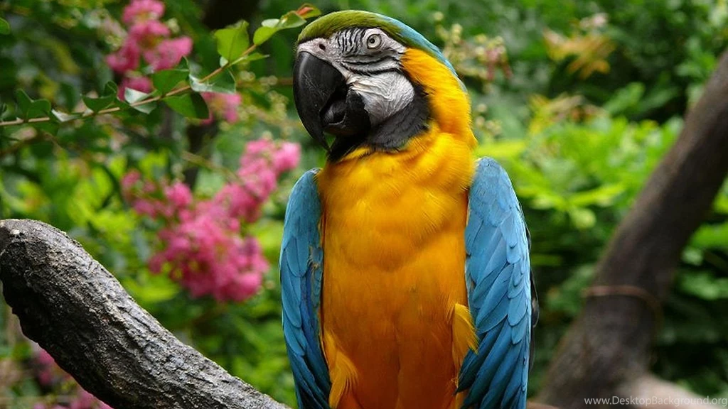 Macaw HD Wallpapers