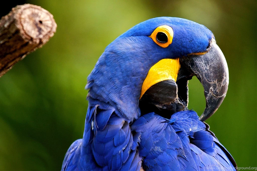 Hyacinth Macaw Computer Wallpapers, Desktop Backgrounds ...