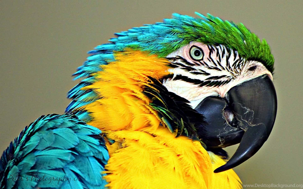 Blue And Gold Macaw