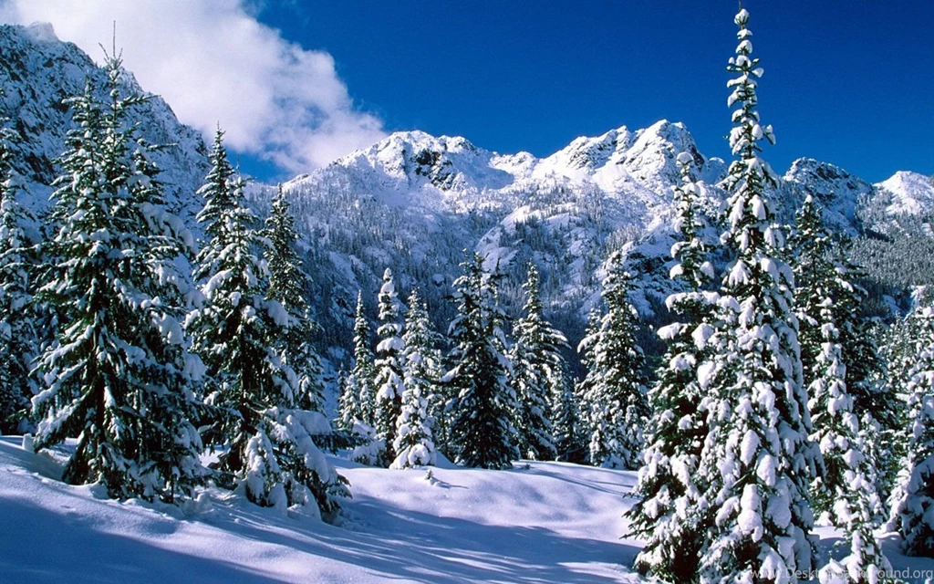 Winter Wonderland : Dreamy Snow Scene Wallpapers 1440x900 NO.46 ...