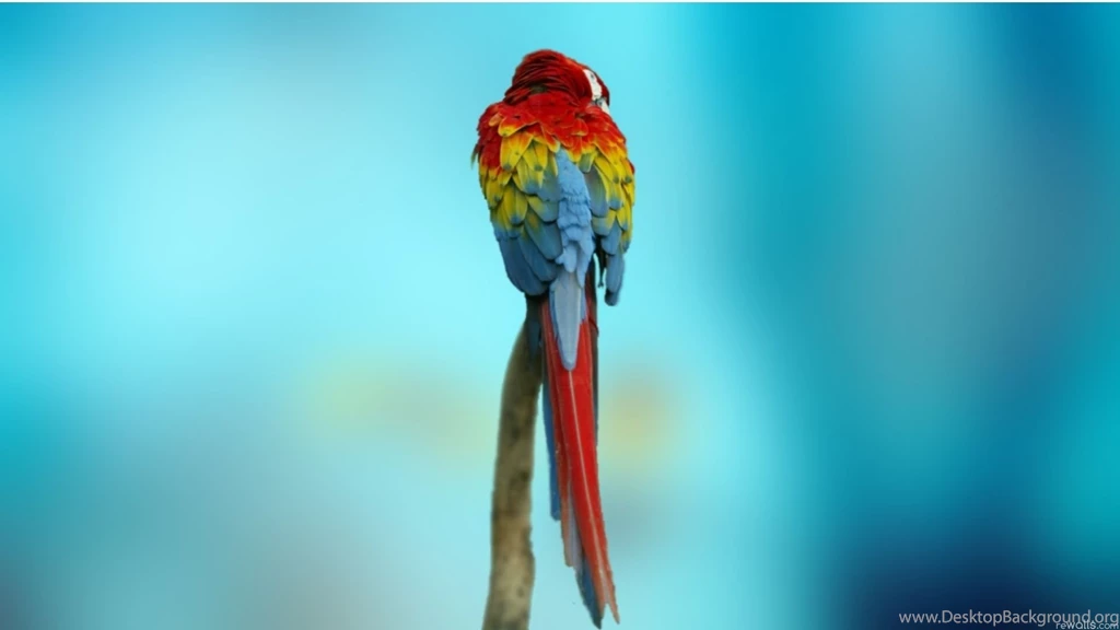 Desktop hd macaw bird wallpaper.jpg