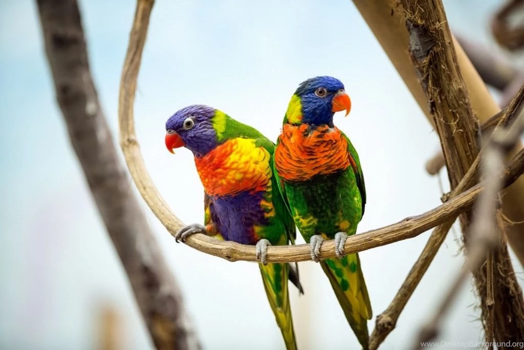 40+ Beautiful Parrot HD Wallpapers That You Will Surely Love ...
