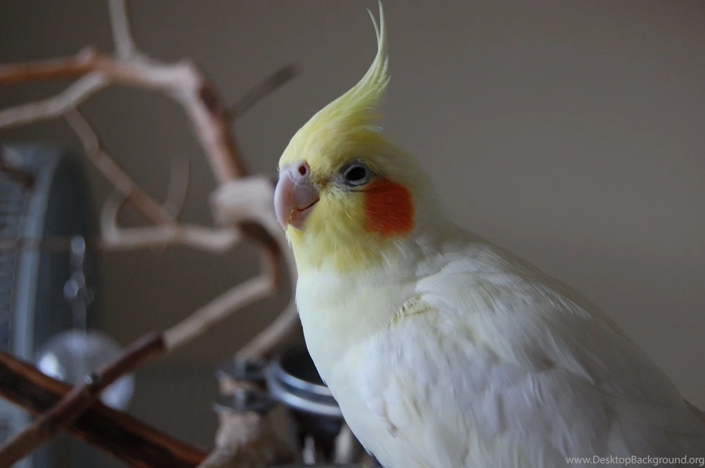 Beautiful cockatiel bird picture lovely desktop background hd widescreen wallpapers of cockatiel bird free download.jpg
