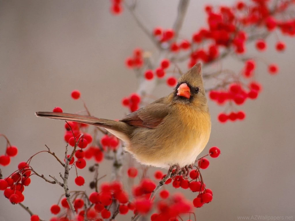 Winter Cardinal Bird Wallpapers Free Download 3872   HD Wallpapers Site