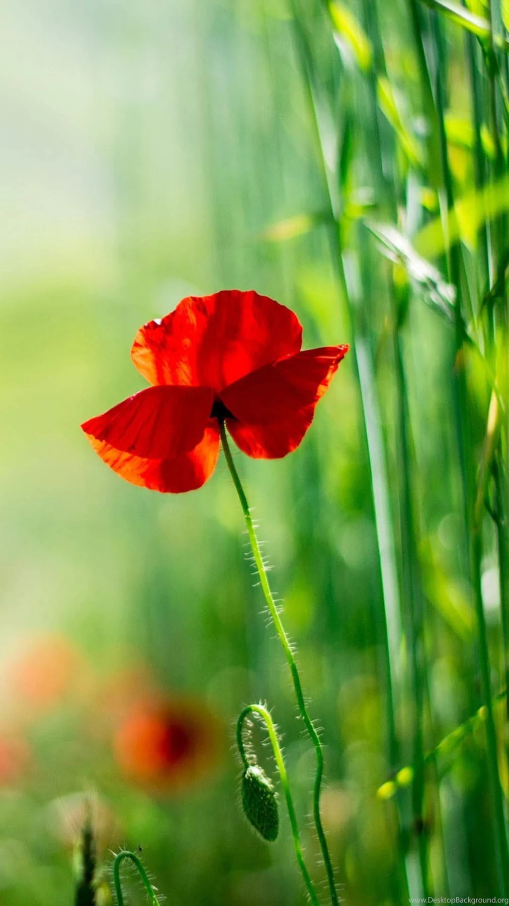 Smart Phone Wallpapers: Smart Phone Wallpapers