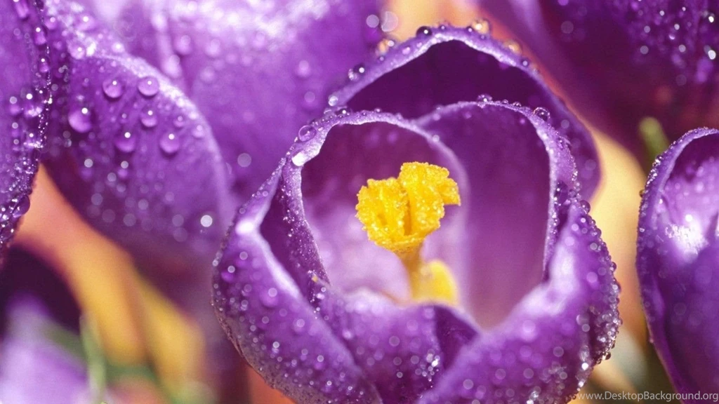 Free Download HD Image Flowers In Bloom Plants Site Download ...