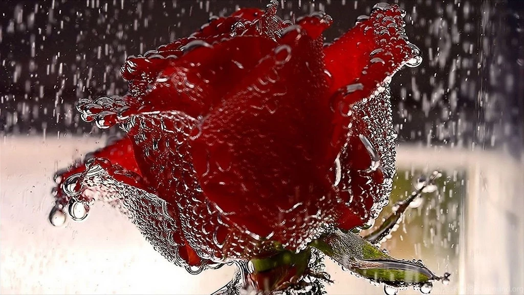 Amazing Red Rose, Flowers, Rain, Water Drop, Bokeh, 1080p Image ...