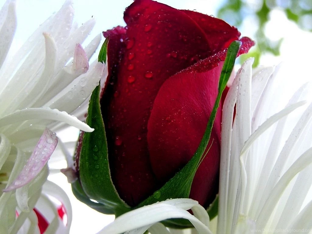 Roses Wallpapers Free Download For Mobile_rose Wallpaper_Hd ...