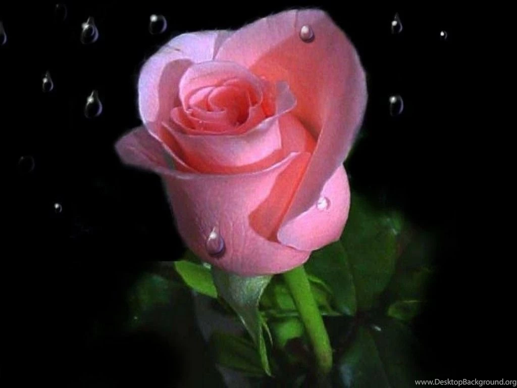 Rose Wallpapers Free Download Rose Wallpapers