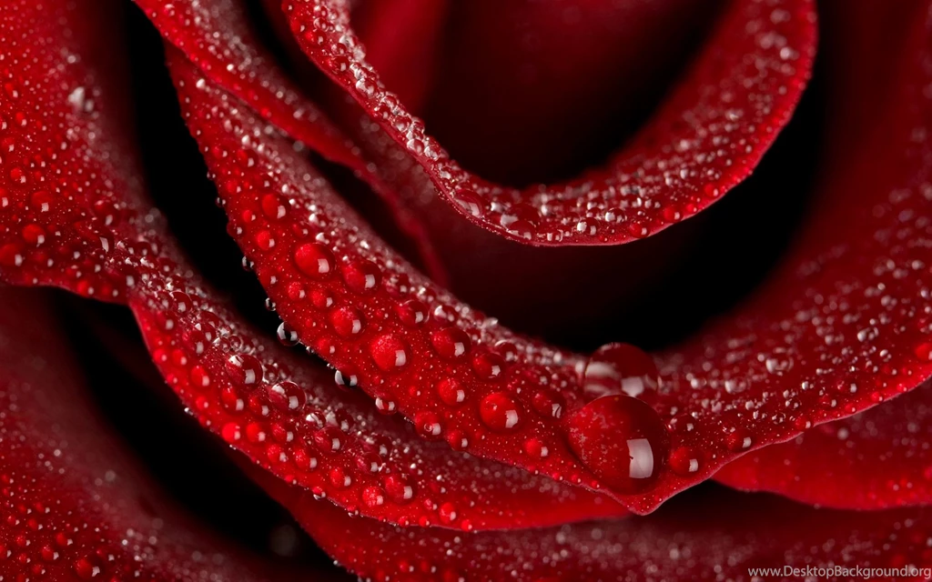 A Beautiful Red Rose Wallpapers Download