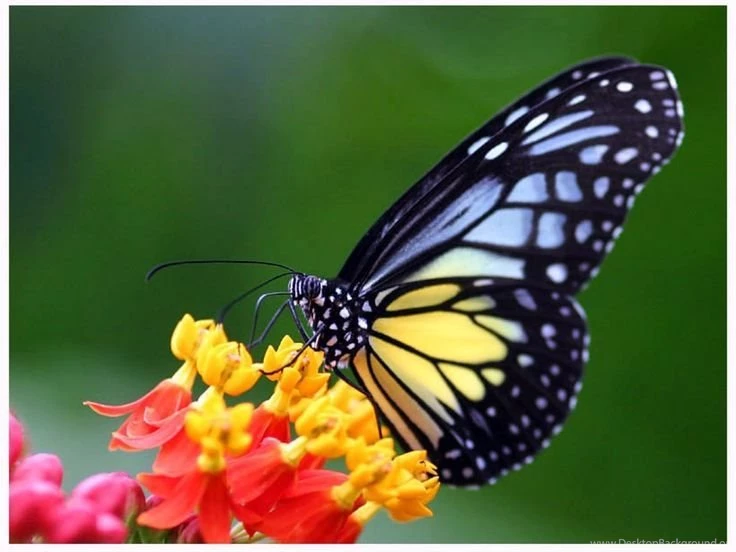 Free Blue And Yellow Butterfly Wallpapers   Download The Free Blue ...