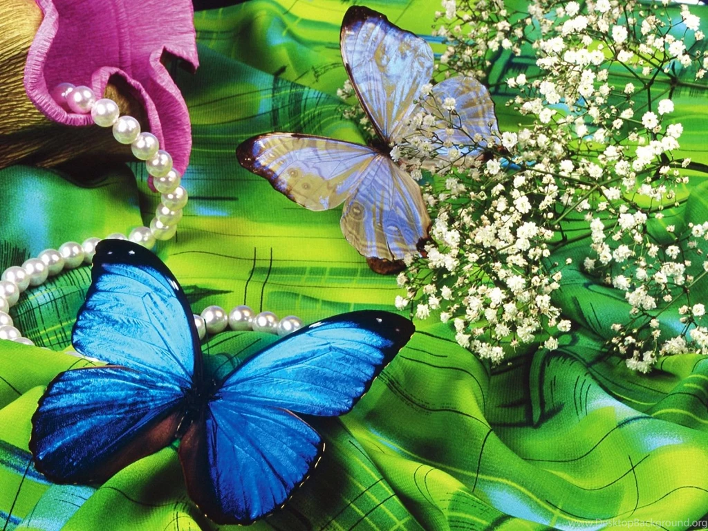 Bright Multicolor Lively Butterfly Widescreen Wallpapers
