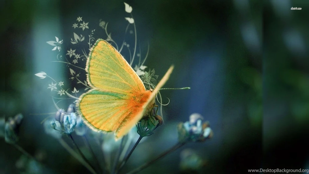 High Definition Butterfly Wallpapers For Free Download