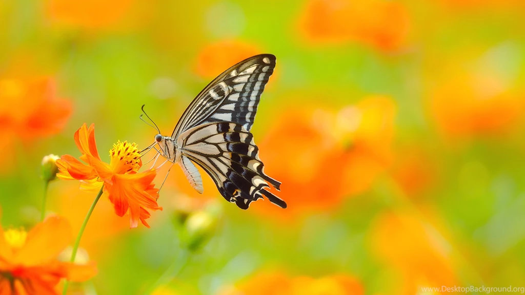 Butterfly Computer Wallpapers, Desktop Backgrounds