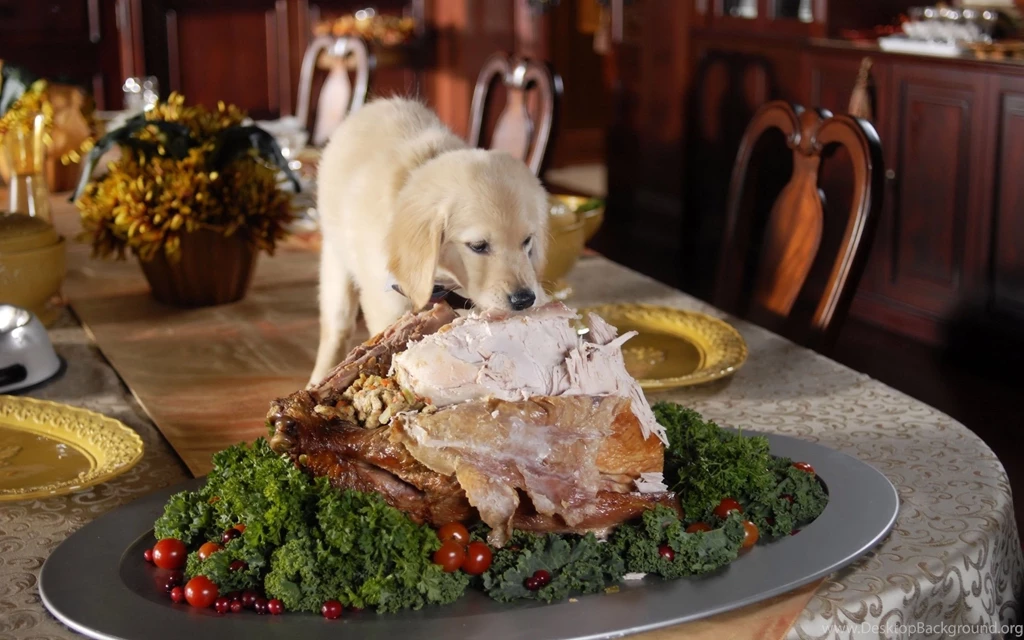 Even Puppy Eats Turkey In Thanksgiving Wallpapers