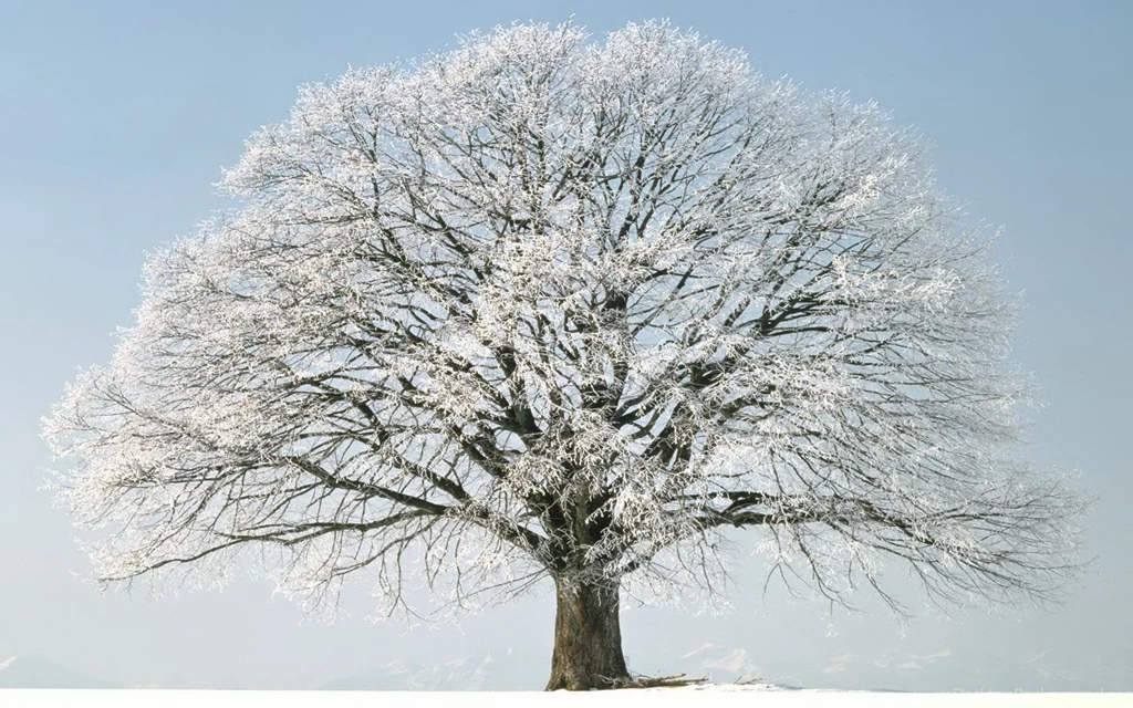 Winter Tree Snow Hd Wallpapers High Quality PC Dekstop Full Hd