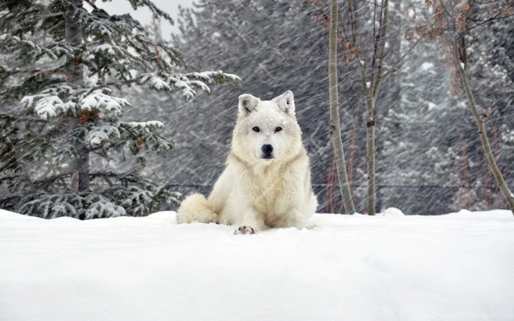 Dogs: Dog Snow Winter Cold Tree Desktop Background Images For HD ...