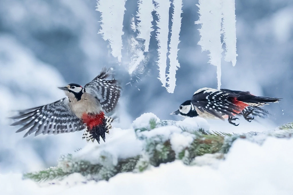 Winter Time Birds Cold Cute Birds Free Desktop Backgrounds ~ Birds ...