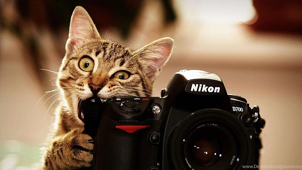 Cat hd wallpaper 0164.jpg