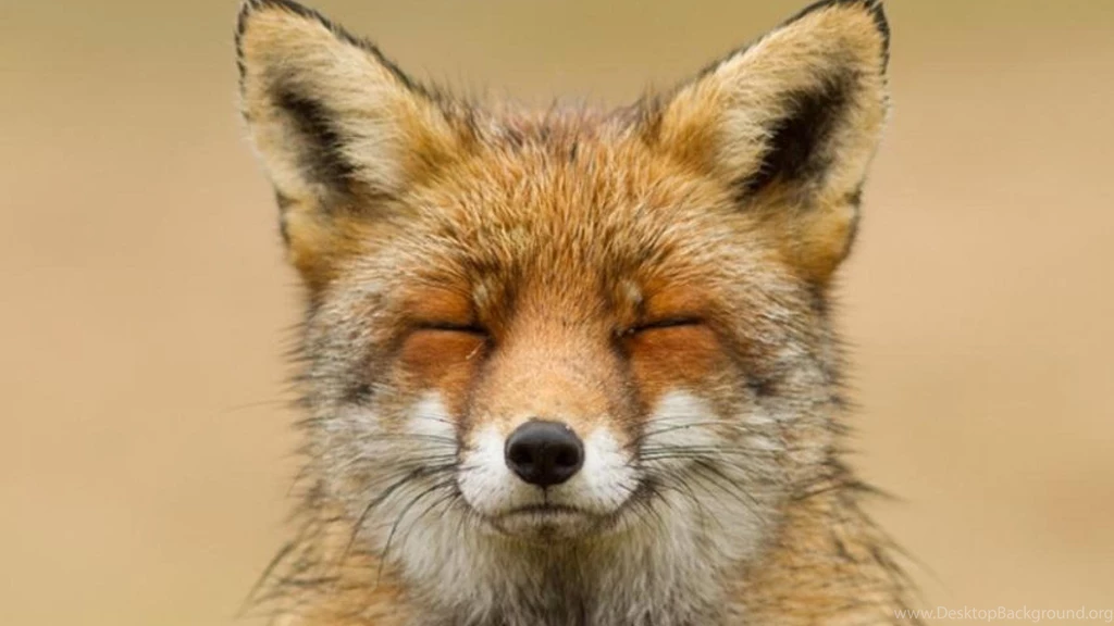 ZEN FOX WALLPAPER   (